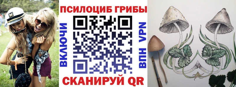 Псилоцибиновые грибы Cubensis как найти закладки Сельцо